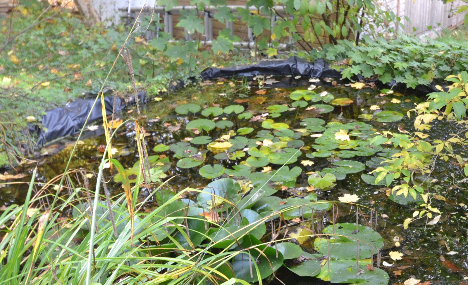 Kleiner Fischteich Kleiner Fischteich